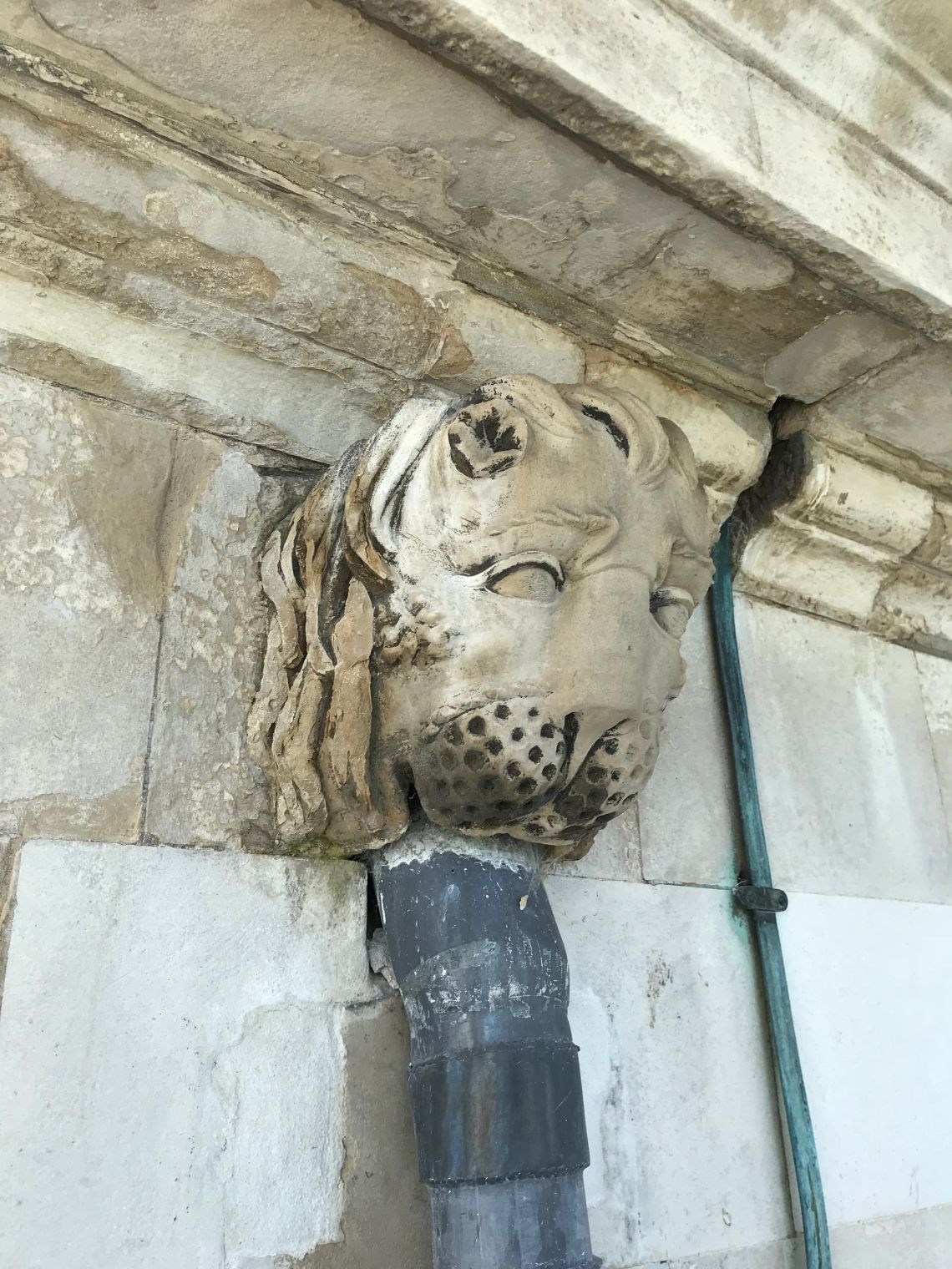 King's building - Lion's head